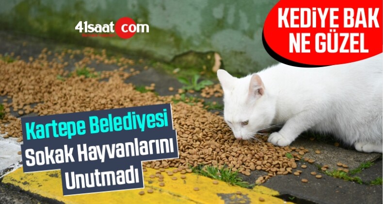 Kocaeli Kartepe Belediyesi Sokak Hayvanlarını Unutmadı