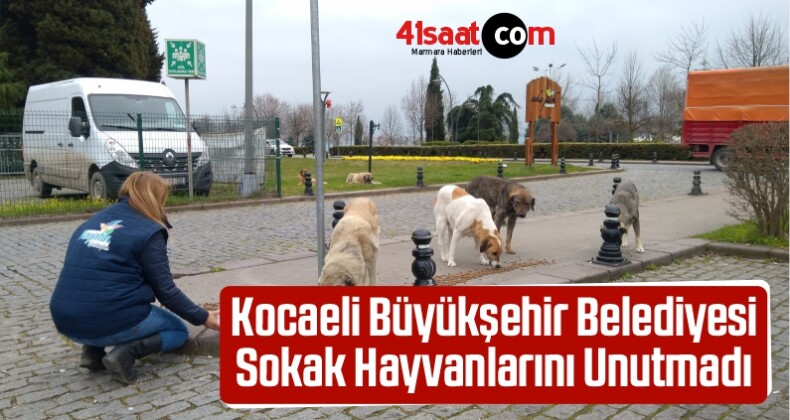 Kocaeli Büyükşehir Belediyesi Sokak Hayvanlarını Unutmadı