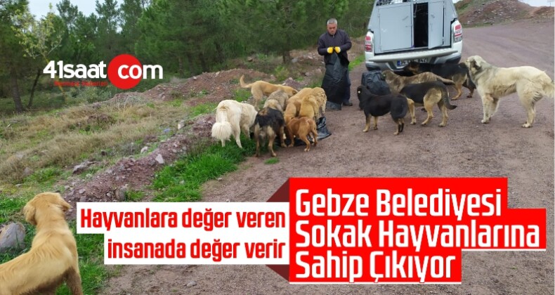 Gebze Belediyesi Sokak Hayvanlarına Sahip Çıkıyor