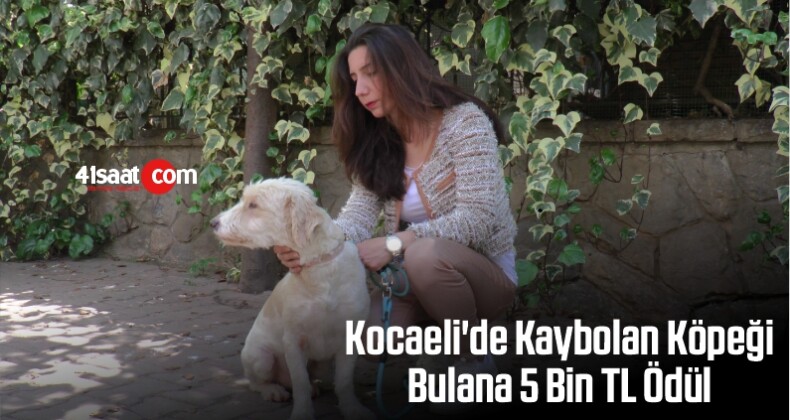 Kocaeli’de Kaybolan Köpeğini Bulana 5 Bin TL Ödül Verecek