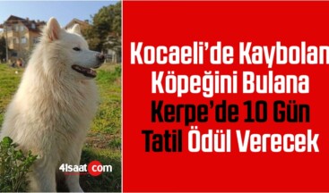 Kocaeli’de Kaybolan Köpeğini Bulana Kerpe’de 10 Gün Tatil Ödül Verecek