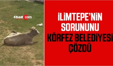 İlimtepe’de Hayvanları Başıboş Bırakanlara Ceza!