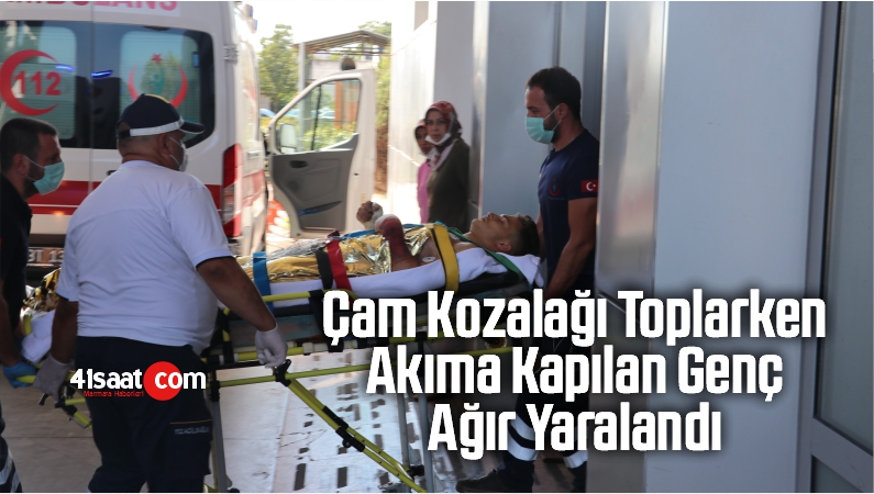 çam