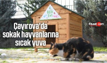 Çayırova’da Sokak Hayvanlarına Sıcak Yuva