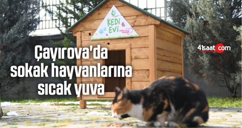 Çayırova’da Sokak Hayvanlarına Sıcak Yuva
