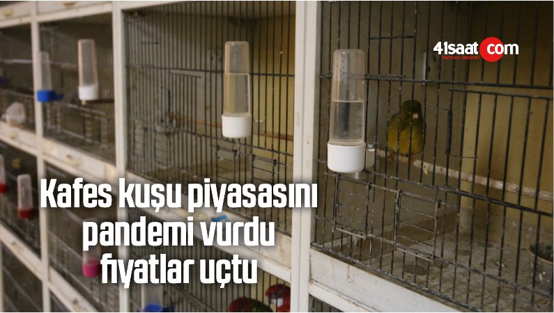 kafes kuşu