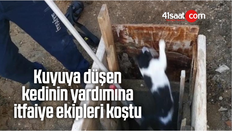 kedinin