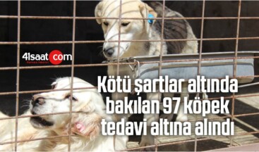 Kötü Şartlar Altında Bakılan 97 Köpek, Tedavi Altına Alındı