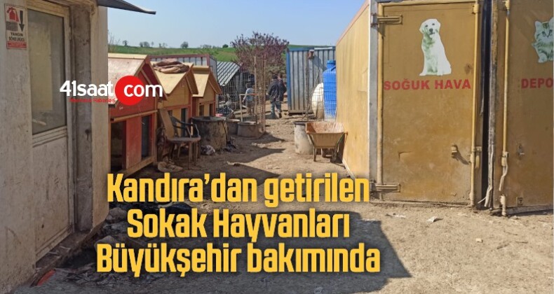 Kandıra’daki bir özel mülkten uygun şartlarda barındırılmadıkları için alınan sokak hayvanları, Büyükşehir Belediyesi Rehabilitasyon Merkezi’nde tedavi altına alındı