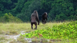 İlk kez gorillere ölümcül şempanze saldırıları gözlemlendi