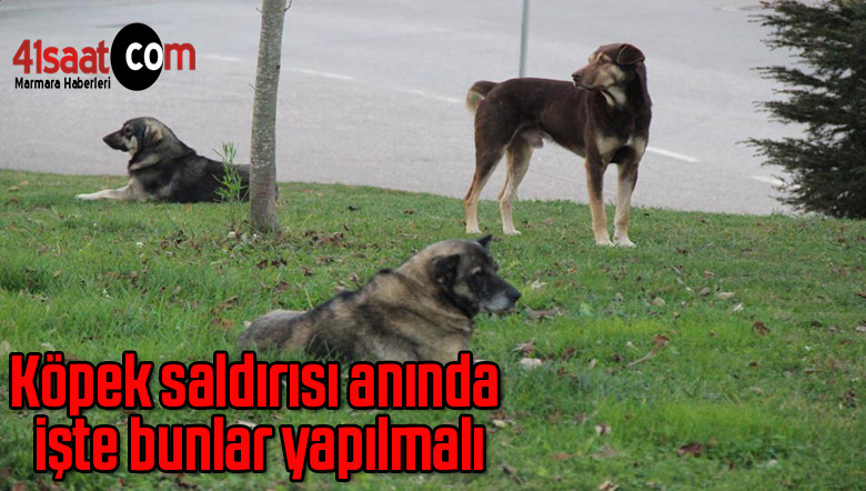 köpek