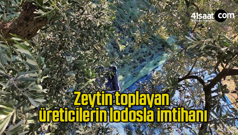 zeytin