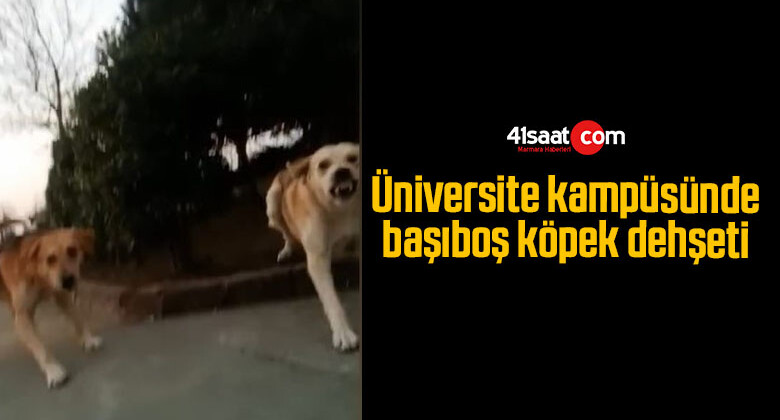 Üniversite kampüsünde başıboş köpek dehşeti
