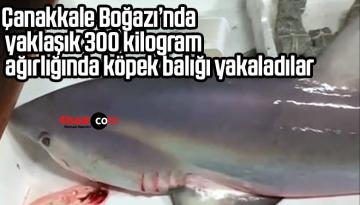 Çanakkale Boğazı’nda yaklaşık 300 kilogram ağırlığında köpek balığı yakaladılar