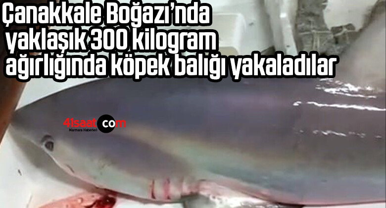 Çanakkale Boğazı’nda yaklaşık 300 kilogram ağırlığında köpek balığı yakaladılar