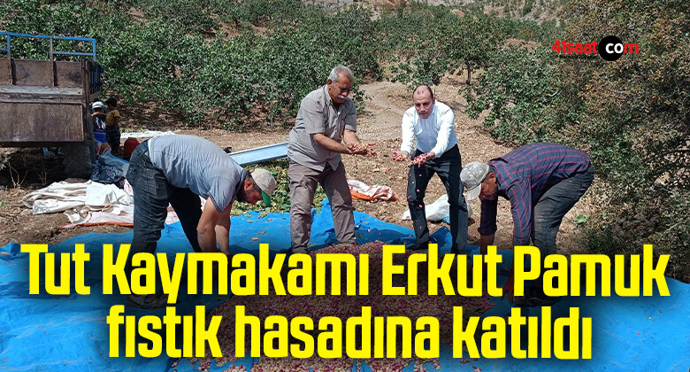 Tut Kaymakamı Erkut Pamuk, fıstık hasadına katıldı