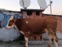 KESMEK İÇİN BÜYÜKBAŞ HAYVANI 6'INCI KATA ÇIKARDI