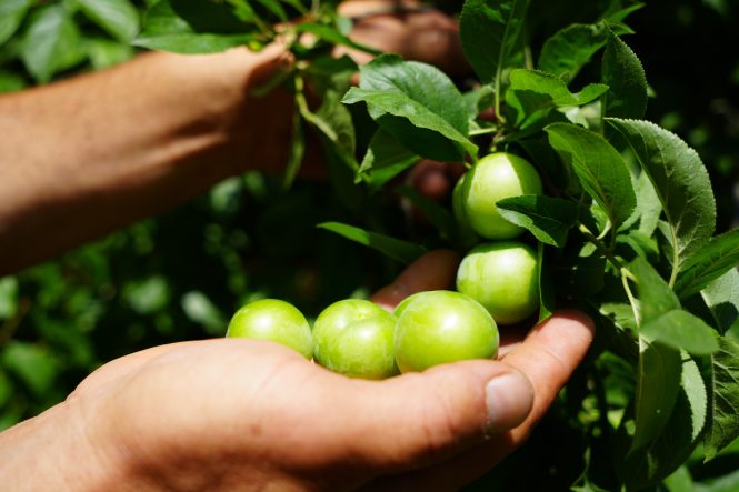 LEZZETİYLE ÜNLÜ EŞME ERİĞİNDE YÜKSEK REKOLTE FİYATLARI DÜŞÜRDÜ EŞME ERİĞİ ÜRETİCİSİNİN YÜZÜ YÜKSEK REKOLTEYLE GÜLÜYOR EŞME'DE ERİK BEREKETİ