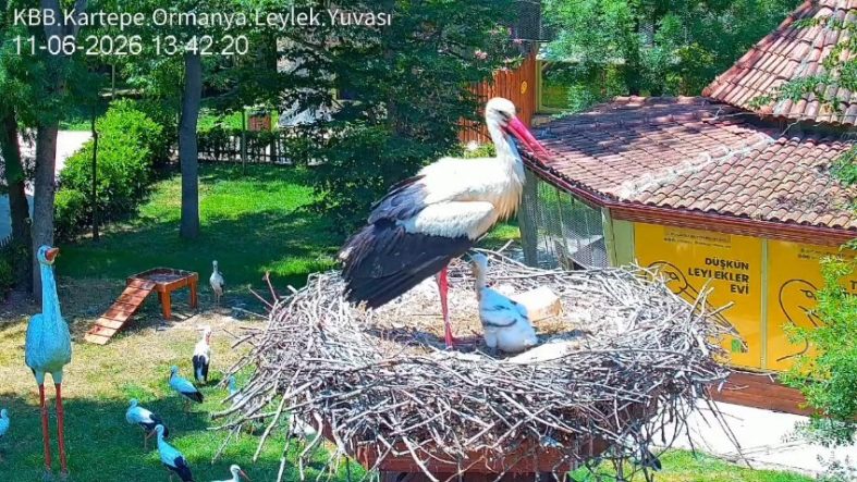 ŞİFA BULDUKLARI MERKEZDE YUVA KURAN LEYLEKLERİN YAVRUSU 18 GÜNLÜK OLDU ORMANYA'NIN MİSAFİRİ LEYLEKLERİN YAVRUSU KATI GIDAYA GEÇTİ LEYLEKLERİN YAVRUSU 7/24 YAPAY ZEKAYLA İZLENİYOR