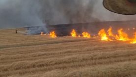 DİYARBAKIR'DA 5 BİN DÖNÜM ARAZİ ALEVLERE TESLİM OLDU